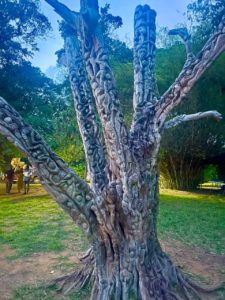 Tree of Life Aburi Botanical Gardens Sculpture piece